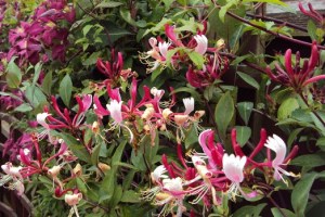 Lonicera japonica ´Red World´